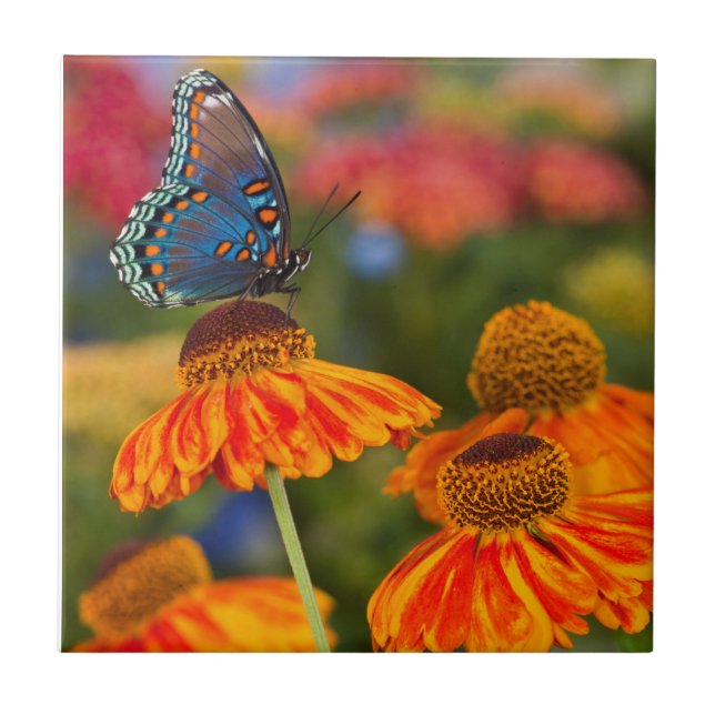 A Spicebush Swallowtail, Papilio troilus Ceramic Tile (Front)