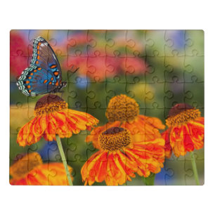 A Spicebush Swallowtail, Papilio troilus Jigsaw Puzzle