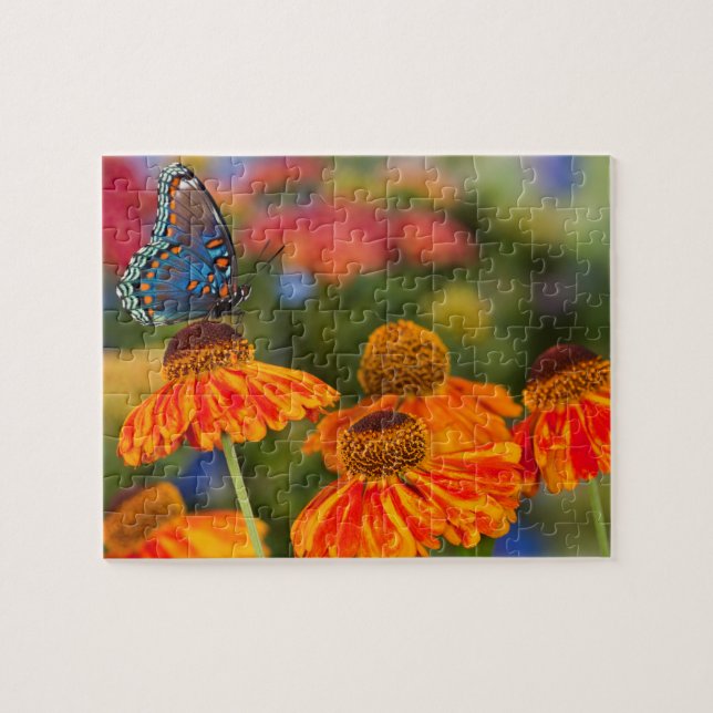 A Spicebush Swallowtail, Papilio troilus Jigsaw Puzzle (Horizontal)