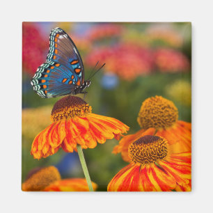 A Spicebush Swallowtail, Papilio troilus Magnet