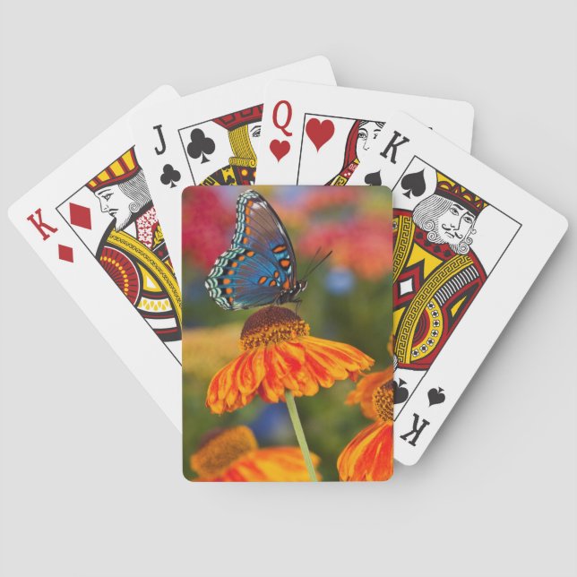 A Spicebush Swallowtail, Papilio troilus Poker Cards (Back)