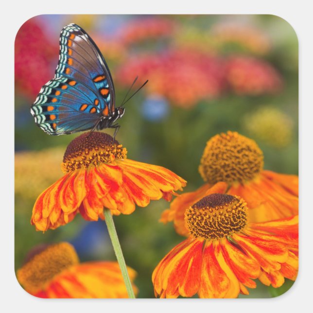 A Spicebush Swallowtail, Papilio troilus Square Sticker (Front)