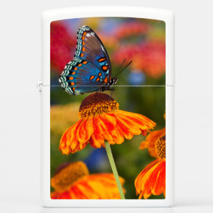 A Spicebush Swallowtail, Papilio troilus Zippo Lighter
