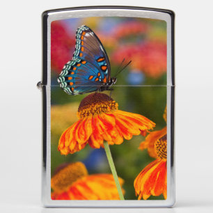 A Spicebush Swallowtail, Papilio troilus Zippo Lighter