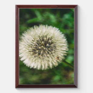 A Spider On A Dandelion Award Plaque