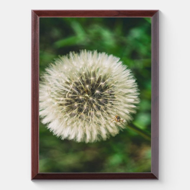 A Spider On A Dandelion Award Plaque (Vertical)