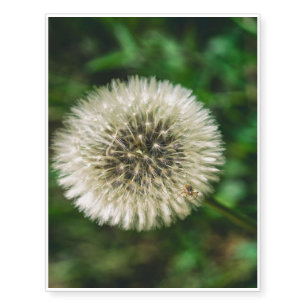 A Spider On A Dandelion Temporary Tattoos