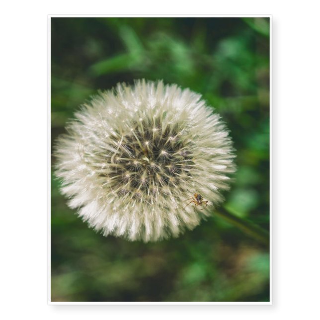 A Spider On A Dandelion Temporary Tattoos (Front)