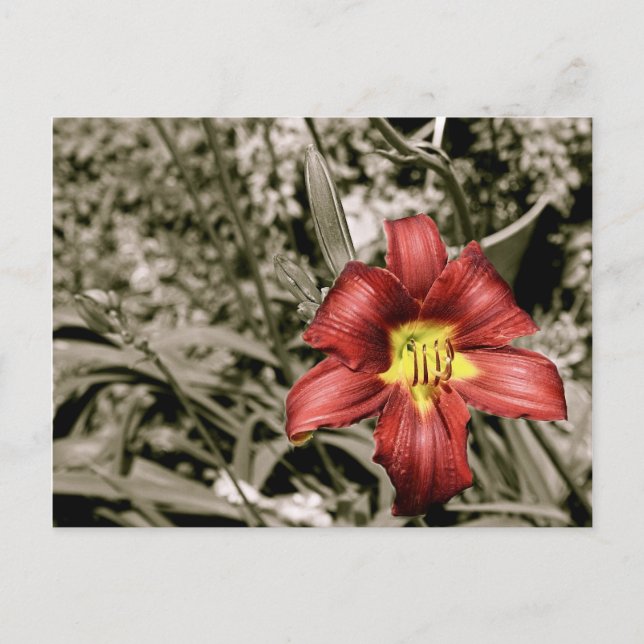 A Splash of Color Postcard (Front)