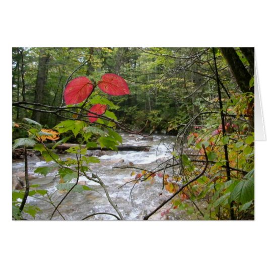 "A splash of red" Cards (Front Horizontal)