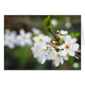 A Splash of Spring (Front Horizontal)