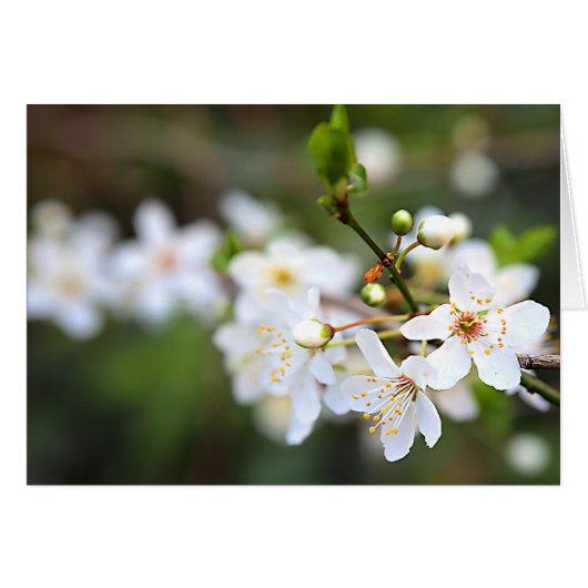 A Splash of Spring Cards (Front Horizontal)
