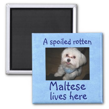 A Spoiled Rotten Pet Lives Here Magnet-boy Magnet by mjakubo434 at Zazzle
