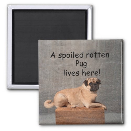 A Spoiled Rotten Pug Lives here Magnet
