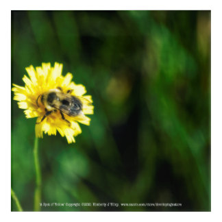 A Spot of Yellow Acrylic Print