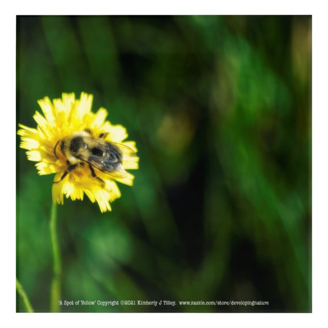 A Spot of Yellow Acrylic Print (Front)