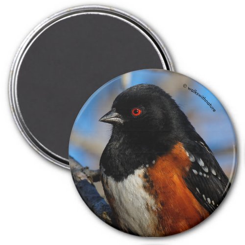 A Spotted Towhee in a Tree Magnet