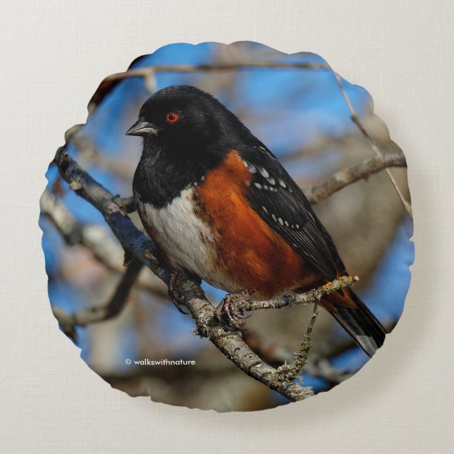 A Spotted Towhee in a Tree Round Pillow (Front)