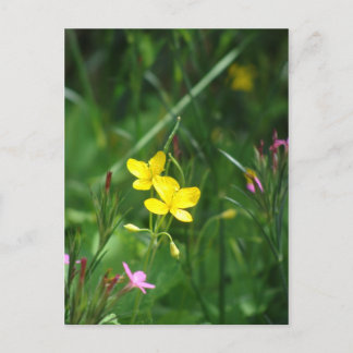 A Spring Meadow in New England Postcard