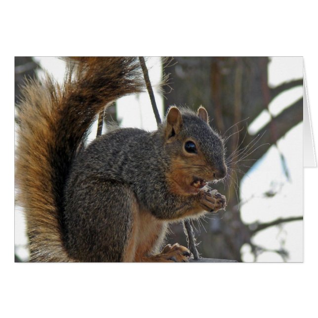 A Squirrel Cards (Front Horizontal)