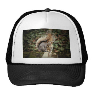Squirrel Tail Hats | Zazzle