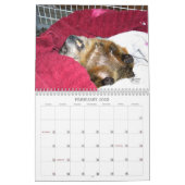 A Squirrel's Tale 2024 Wall Calendar (Feb 2025)
