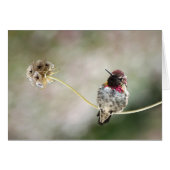 a star was born (Front Horizontal)