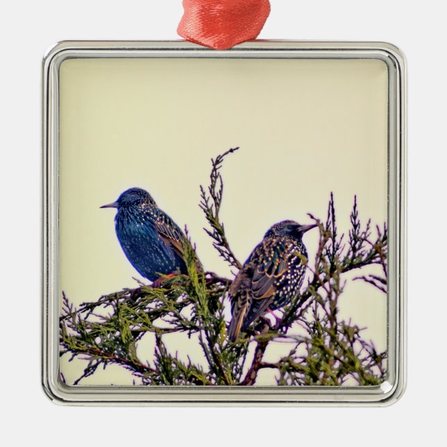 A Starling Bird Couple Metal Ornament (Front)
