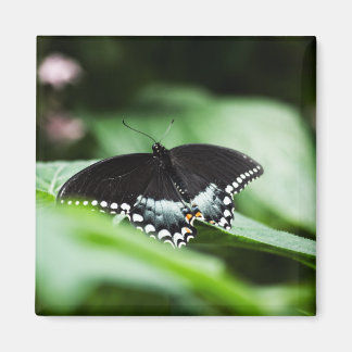 A Stately Appearance Magnet