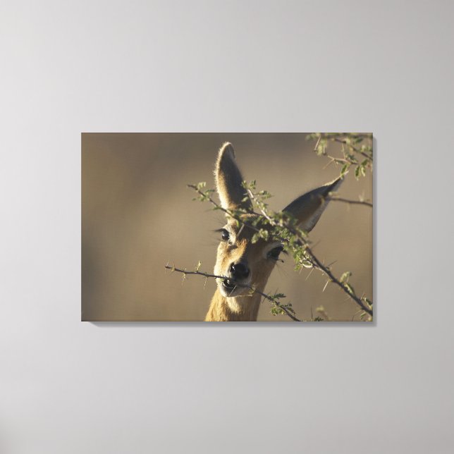 A Steenbok looking at the camera while it eats Canvas Print (Front)
