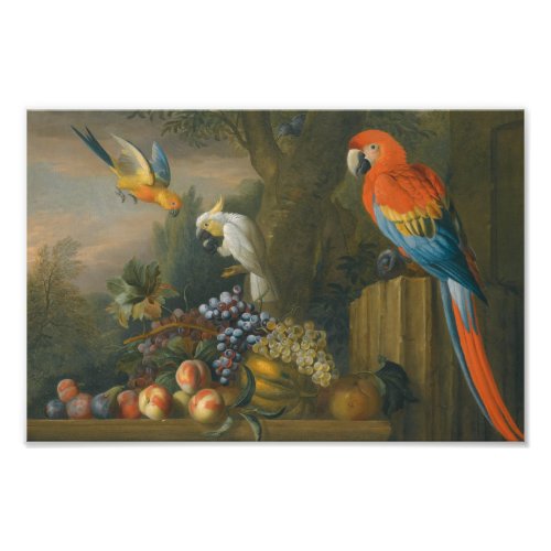A Still Life With Fruit Parrots And a Cockatoo Photo Print