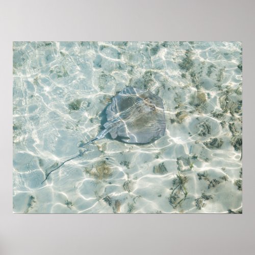 A Stingray Poster