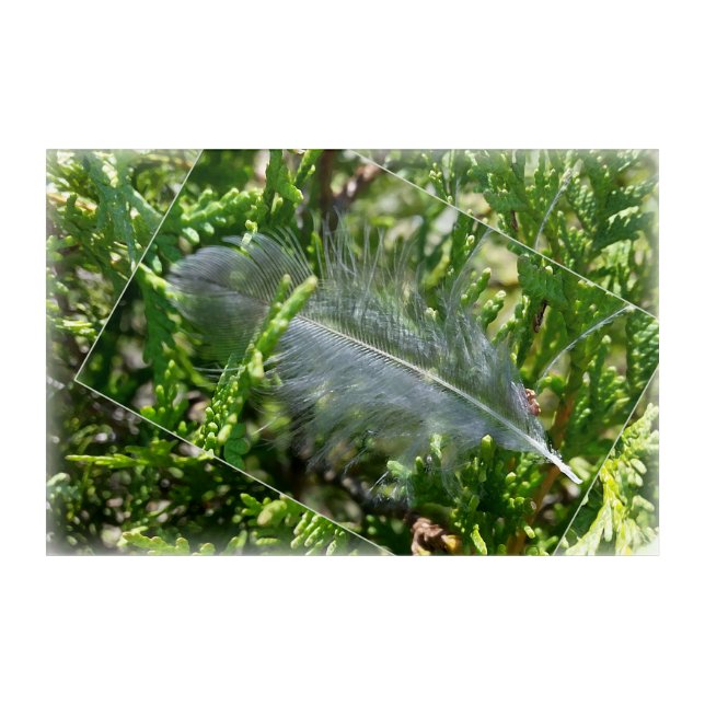 A stray feather acrylic print (Front)