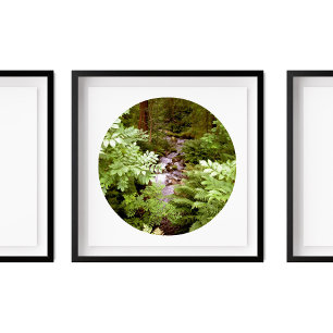 A Stream in a Forest of Ferns Photography Poster