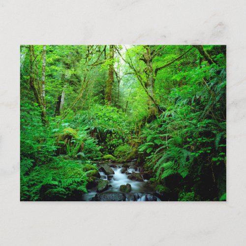A stream in an old_growth forest postcard