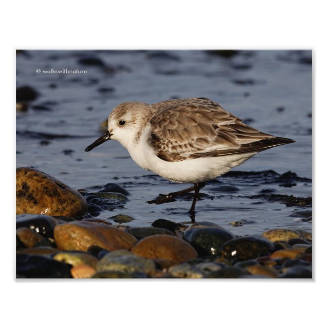 A Strolling Sanderling Photo Print (Front)