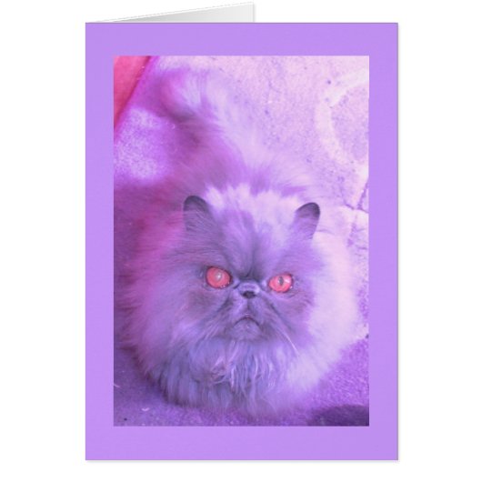 A Study In Lilac Persian Cat Cards (Front)