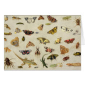 A Study of insects (Front Horizontal)