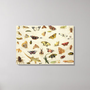 A Study of insects Canvas Print