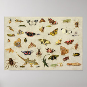 A Study of insects Poster