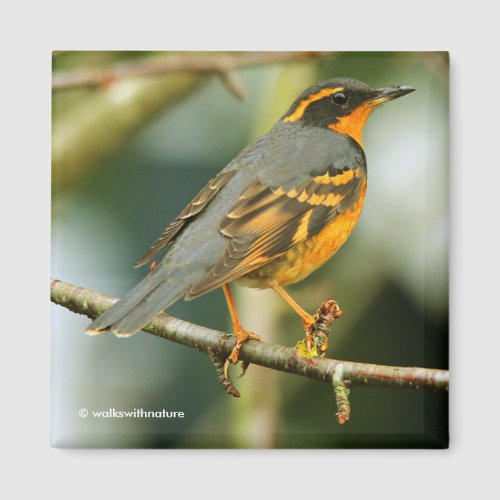 A Stunned But Safe Beautiful Varied Thrush Magnet