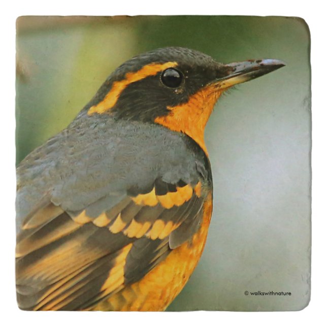 A Stunned But Safe Beautiful Varied Thrush Trivet (Front)