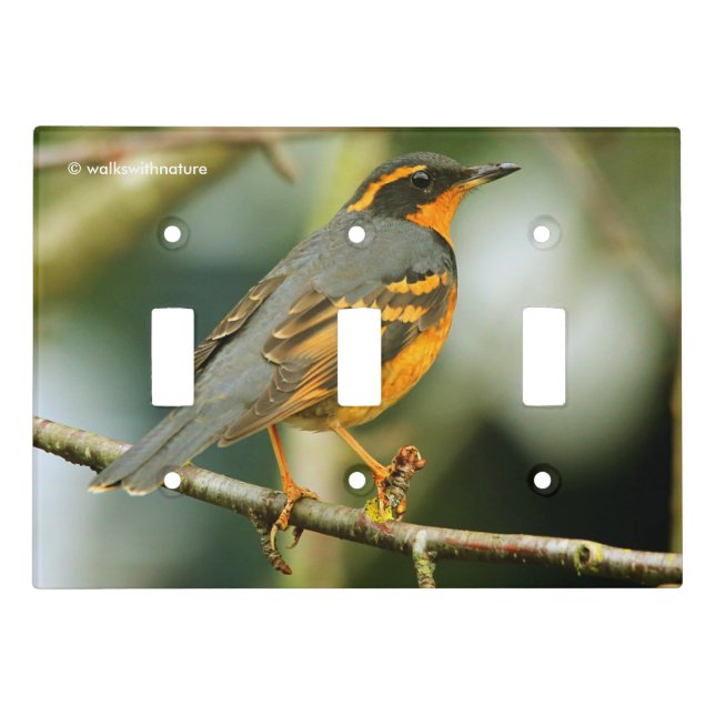 A Stunned But Safe Varied Thrush Light Switch Cover (Front)