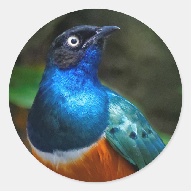 A Stunning African Superb Starling Classic Round Sticker (Front)