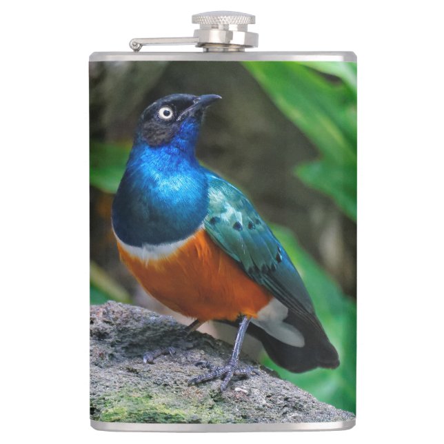 A Stunning African Superb Starling Flask (Front)