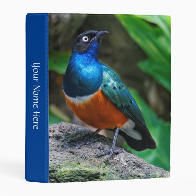 A Stunning African Superb Starling Mini Binder (Front/Spine)