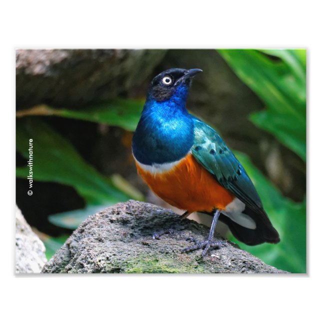 A Stunning African Superb Starling Photo Print (Front)