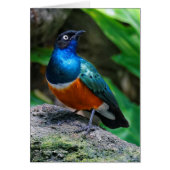 A Stunning African Superb Starling Songbird (Front)