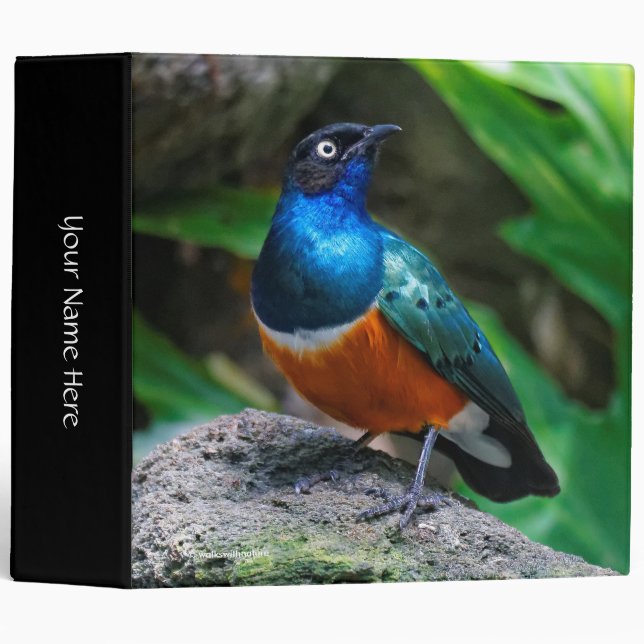 A Stunning African Superb Starling Songbird 3 Ring Binder (Front/Spine)