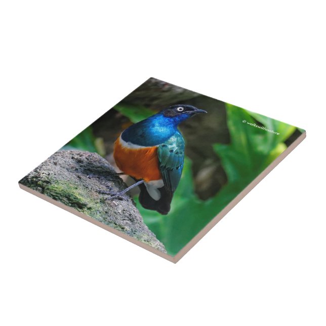 A Stunning African Superb Starling Songbird Ceramic Tile (Side)